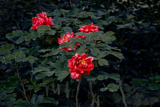 牡丹花摄影后期