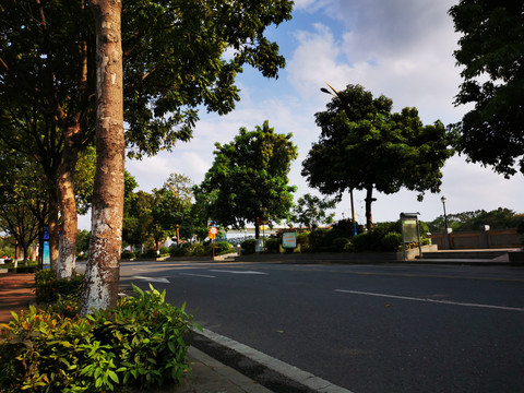 道路绿化