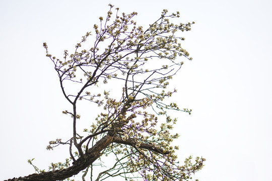 梨花李子花