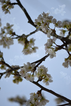 梨花李子花