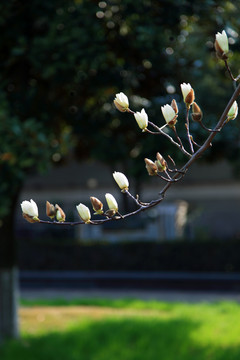 玉兰花