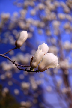 玉兰花