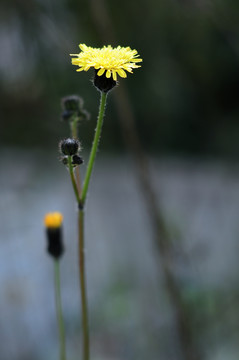 野花