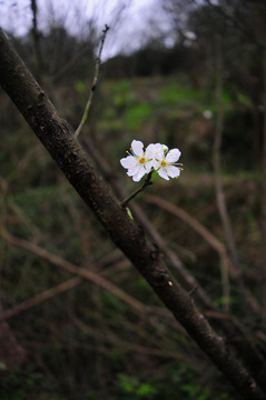 樱花壁纸