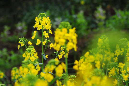 油菜花