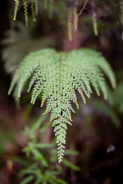 蕨类植物特写