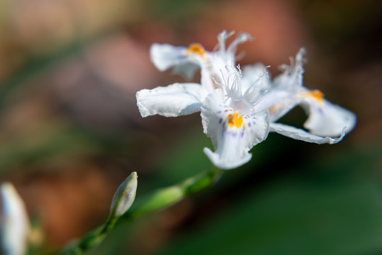 水仙花