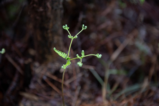 蕨类植物嫩芽