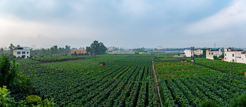 葡萄基地