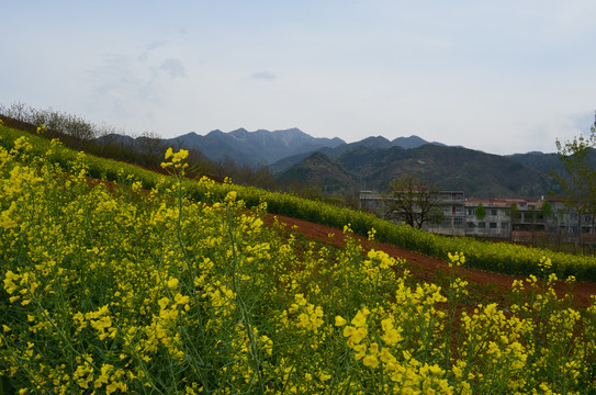 油菜花开