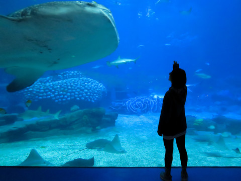 水族馆与鲸鲨