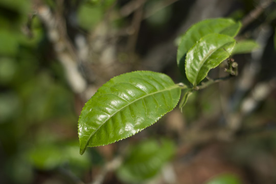 茶树