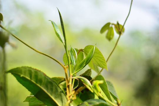 茶树