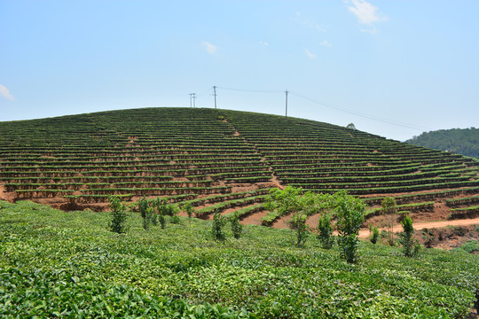 生态茶业