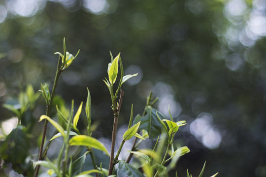 茶树