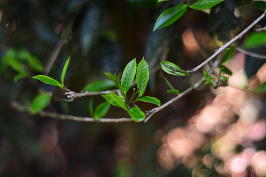 茶树