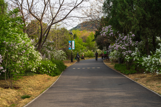 济南千佛山百花齐放020