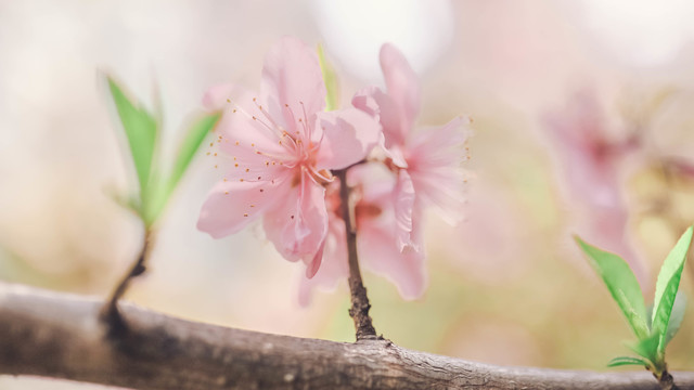 桃花