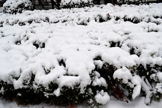 积雪雪松