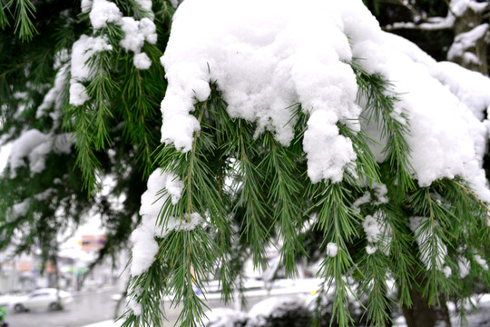 积雪雪松