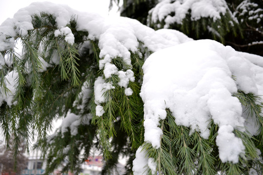 积雪雪松