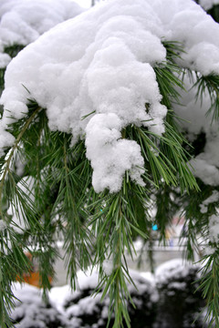 积雪雪松