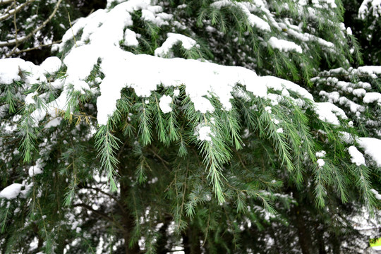 积雪雪松