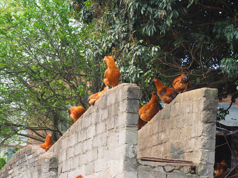 土鸡