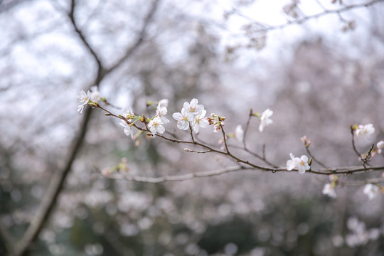 樱花