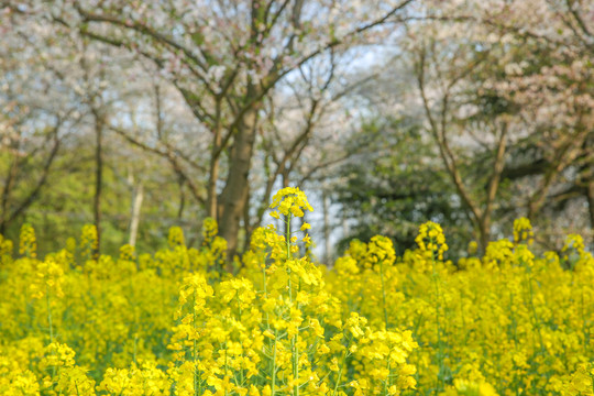 油菜花