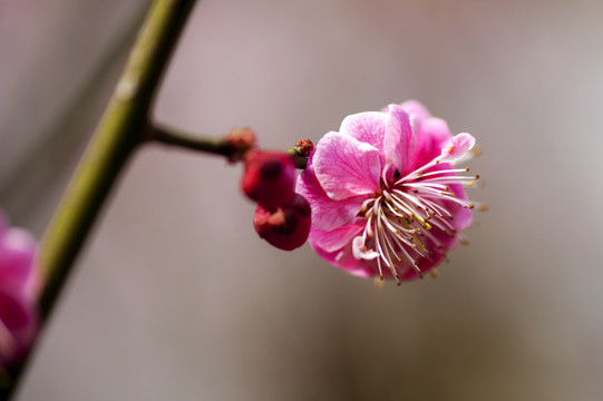 小桃花