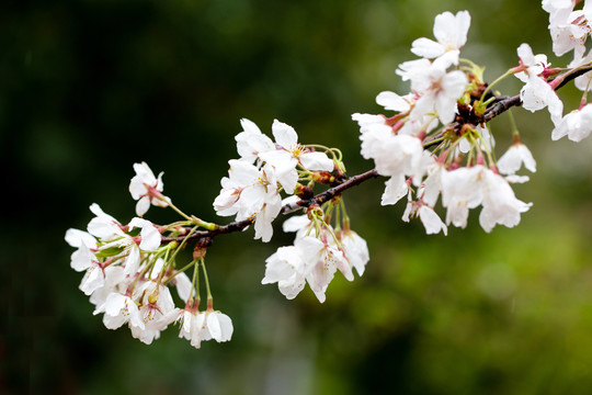 樱花