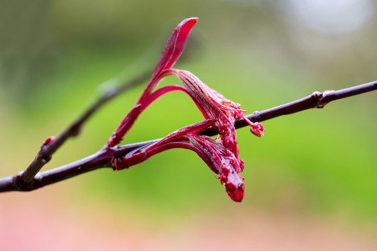 枫树芽