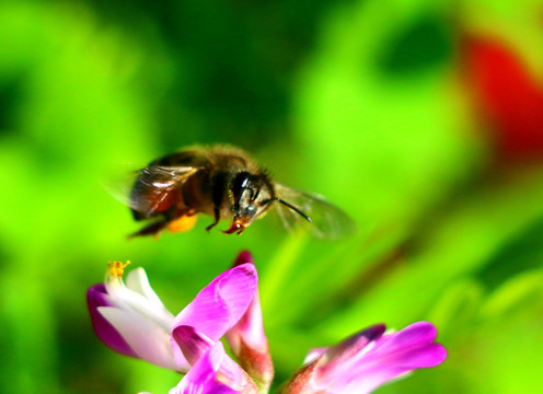 蜜蜂采蜜