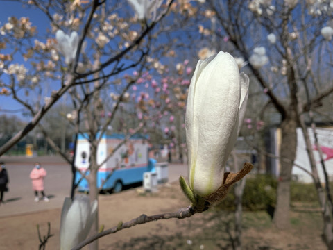 静待花开