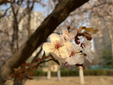 李子花特写