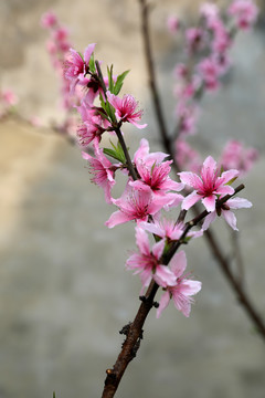 一枝桃花