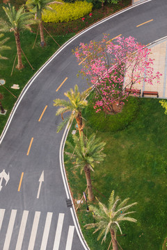 蜿蜒的道路与樱花