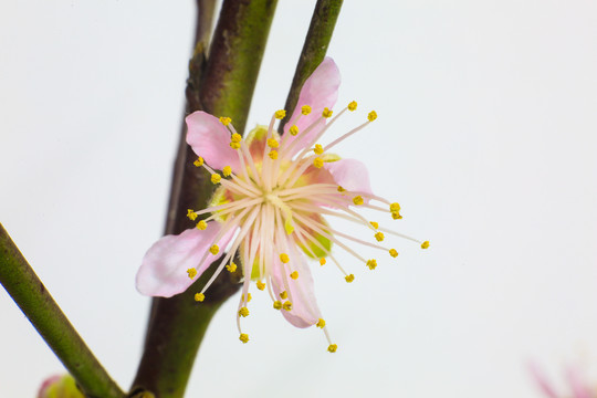 春天来临桃花盛开