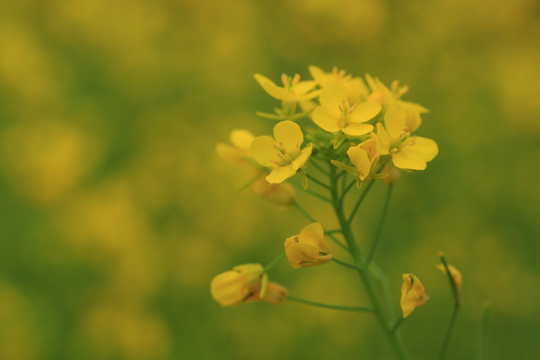 油菜花