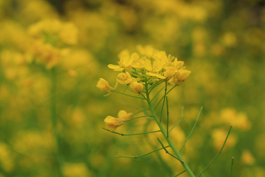 油菜花