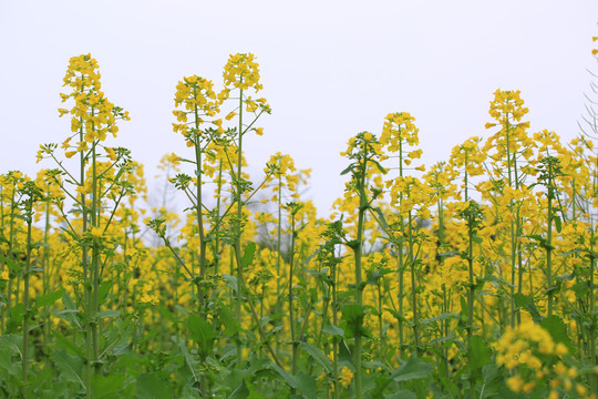 油菜花