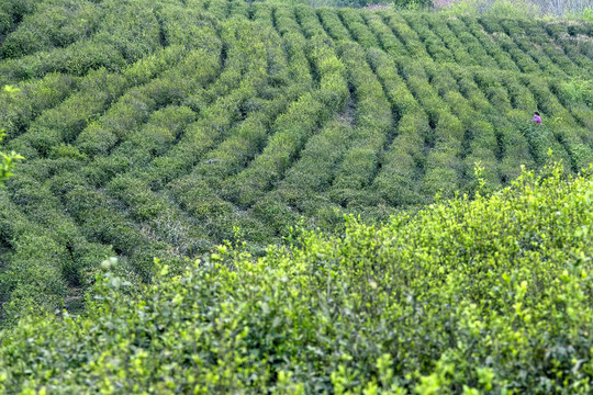 春意盎然的绿色茶园