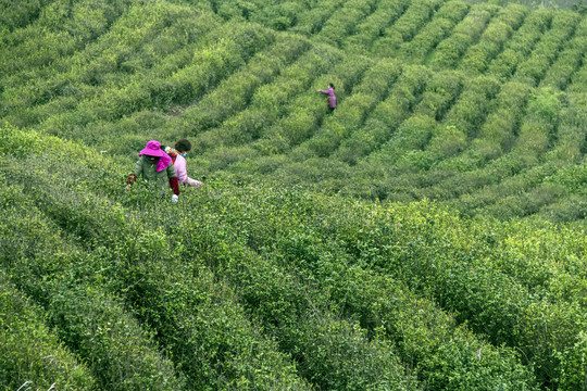 茶农采茶