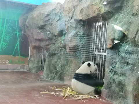 等待食物的熊猫哦