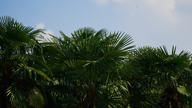 绿叶绿树植物公园夏天