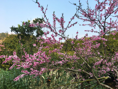 桃花