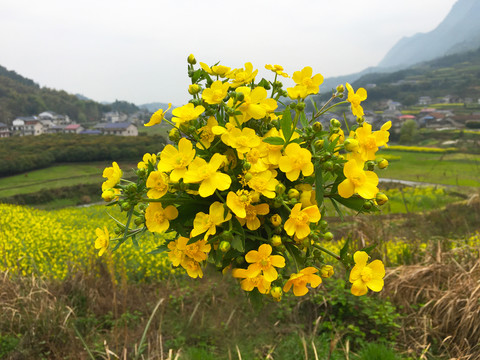 委陵花