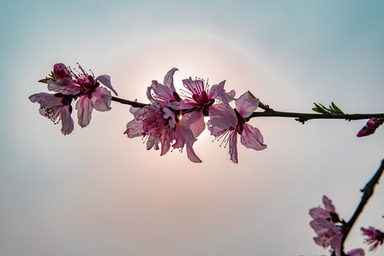 日焕桃花