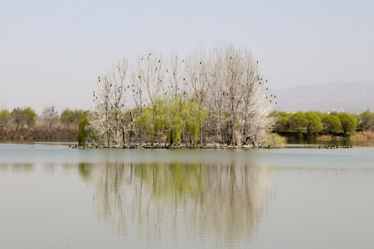 灞桥生态湿地春色